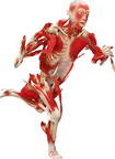 bodies_1